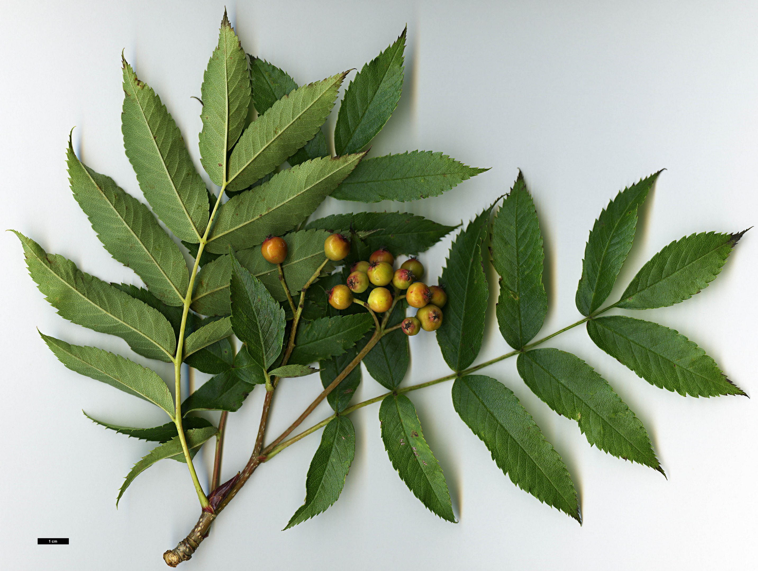 High resolution image: Family: Rosaceae - Genus: Sorbus - Taxon: commixta